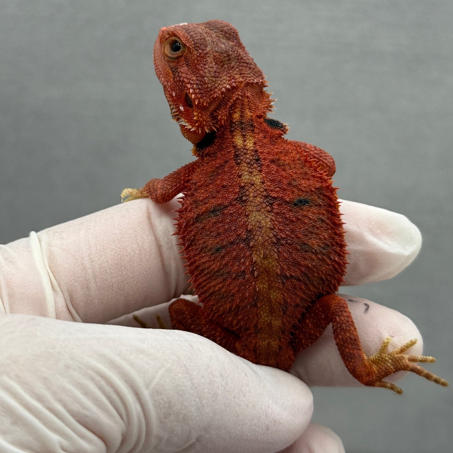 Red Trans Bearded Dragon 269