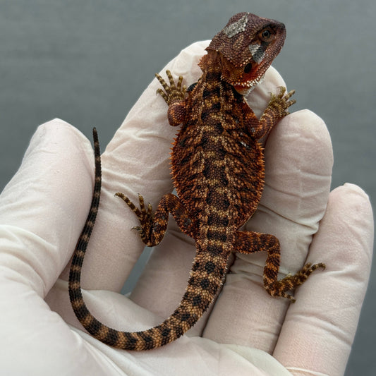 Full Red Monster Bearded Dragon 270