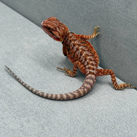 Hypo Red Monster Bearded Dragon 271