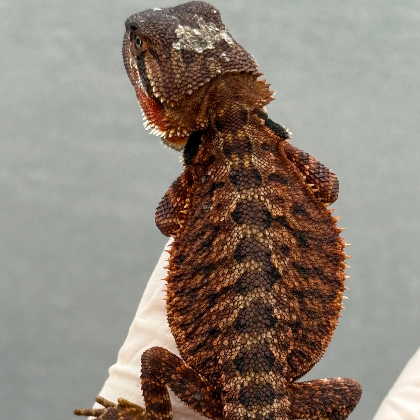 DARK Red Monster Bearded Dragon 273