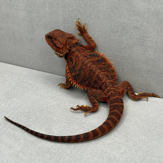 Trans Red Monster Bearded Dragon