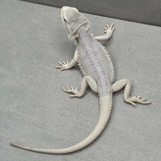 Hypo Zero Bearded Dragon 280