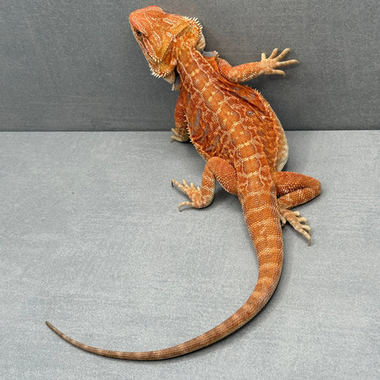 Orange Hypo Leatherback Bearded Dragon 281