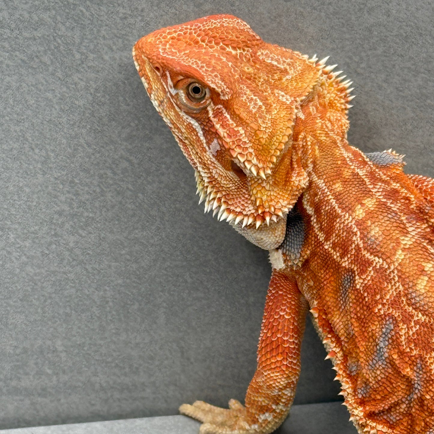 Orange Hypo Leatherback Bearded Dragon 281