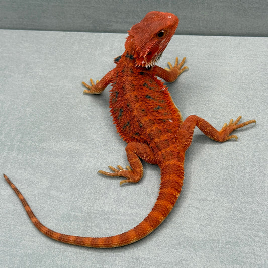 Hypo Trans Red with Bars Bearded Dragon 285