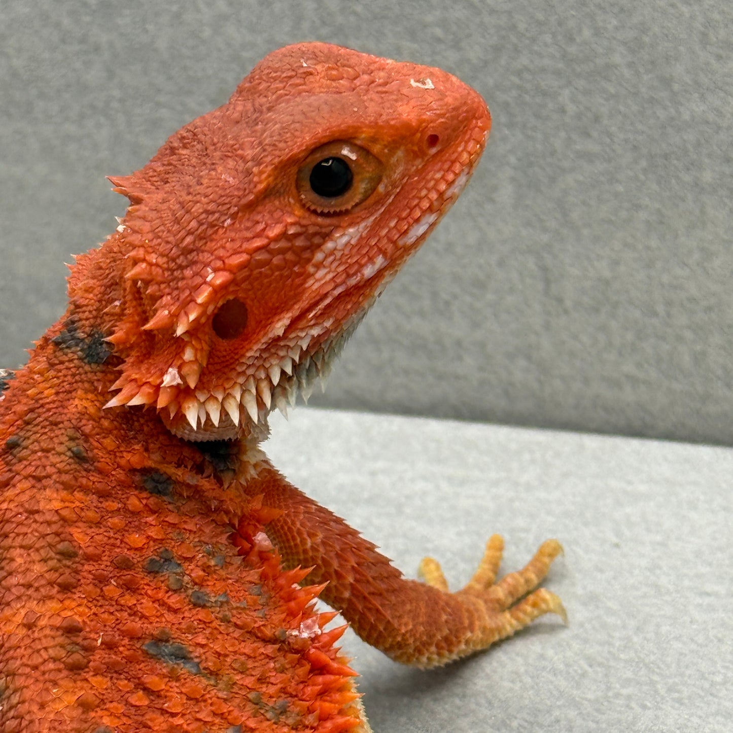 Hypo Trans Red with Bars Bearded Dragon 285