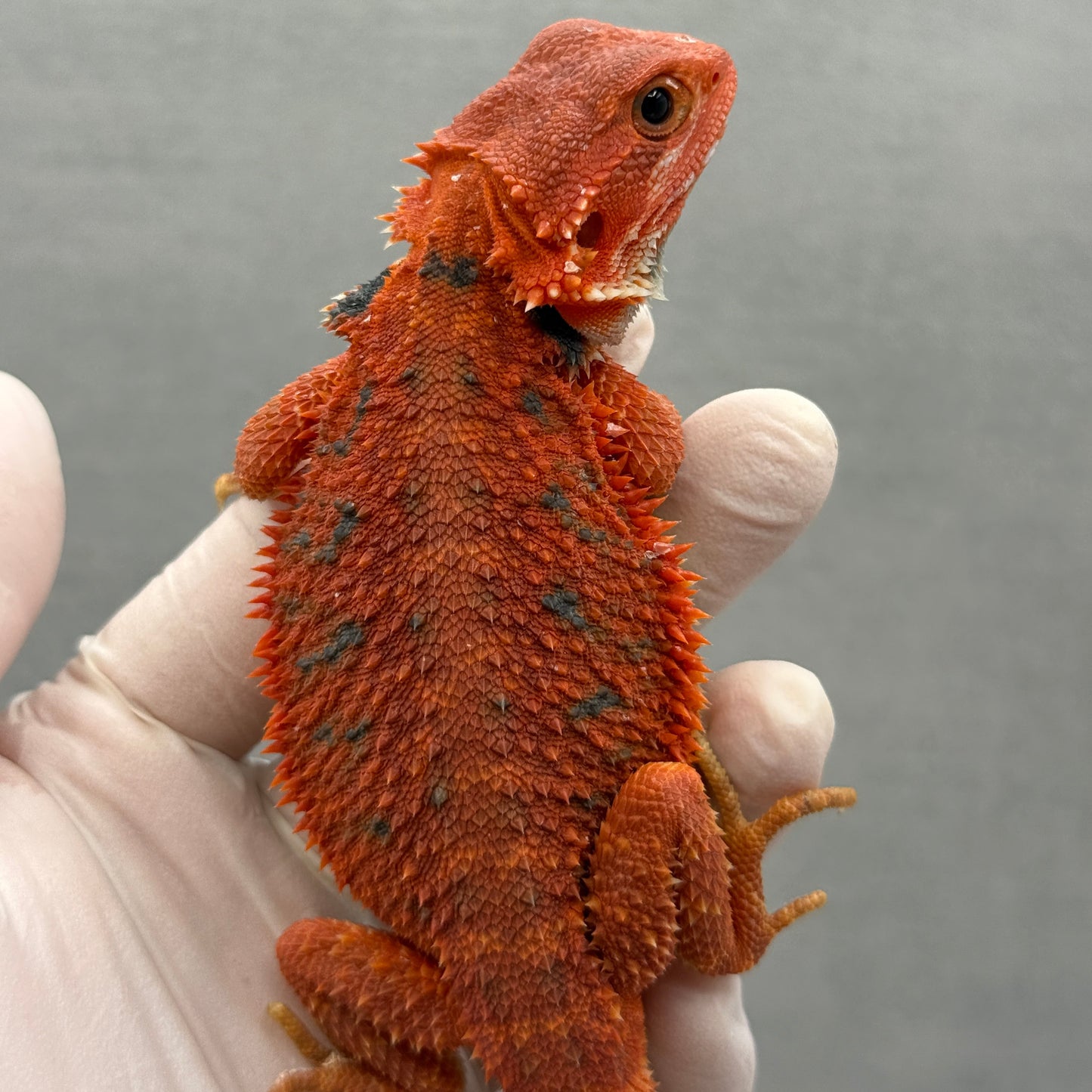Hypo Trans Red with Bars Bearded Dragon 285