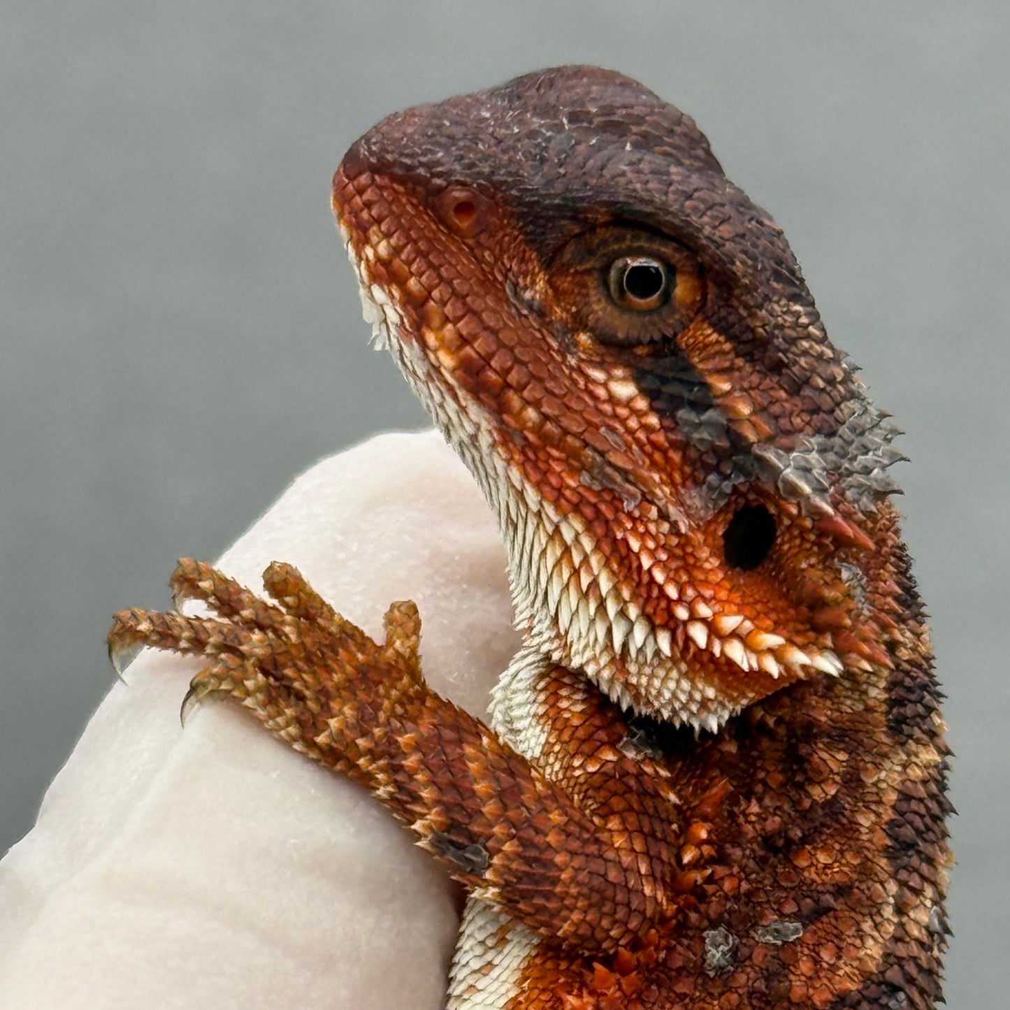 Red Monster Bearded Dragon 278