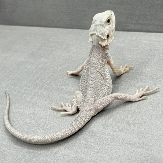 Hypo Zero Bearded Dragon 291