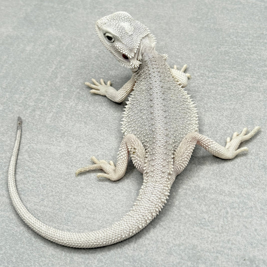 Hypo Zero Bearded Dragon 292