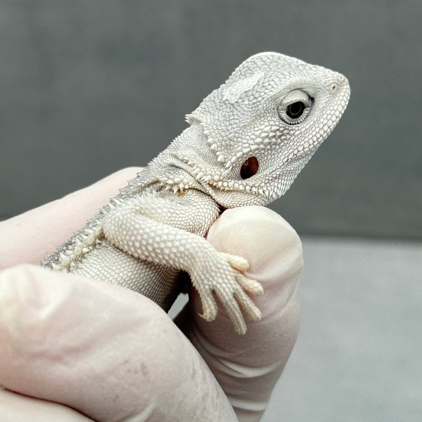 Hypo Zero Bearded Dragon 292