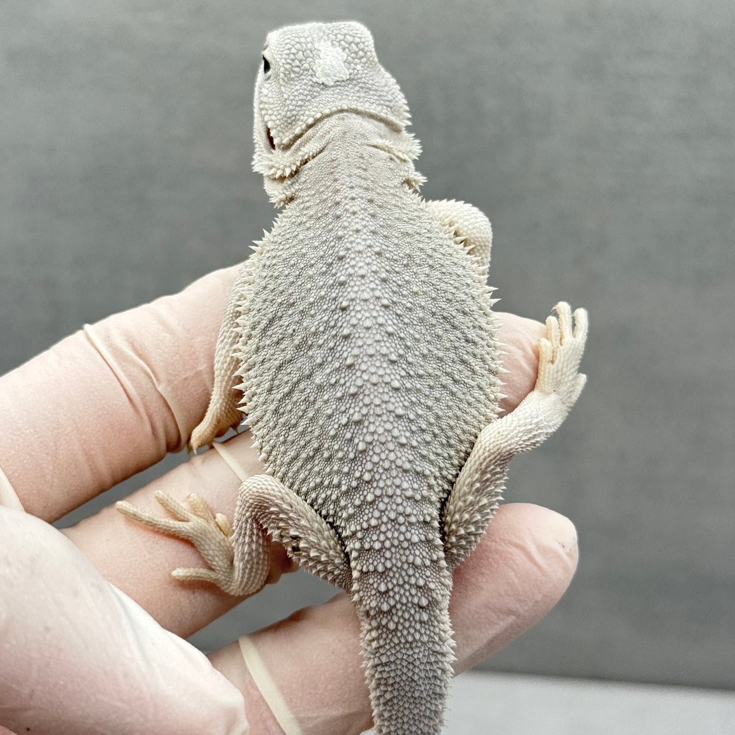Hypo Zero Bearded Dragon 292
