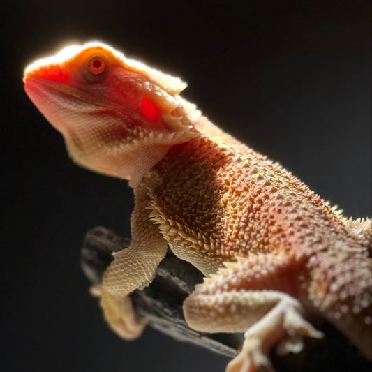 T+ Albino Bearded Dragon