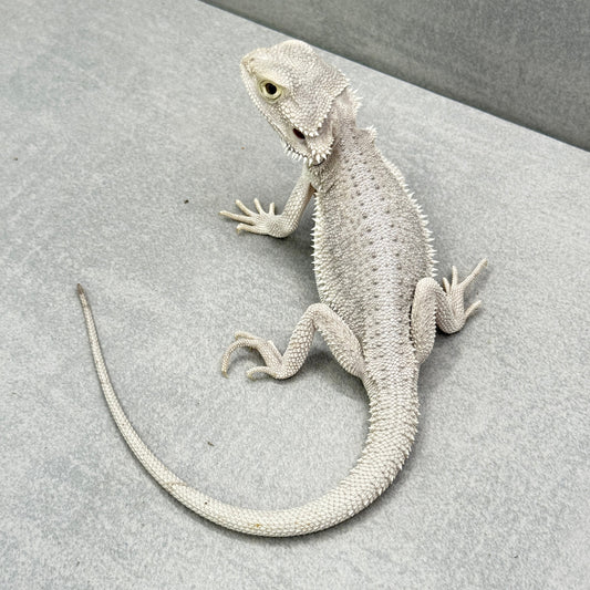 Hypo Zero Bearded Dragon 305