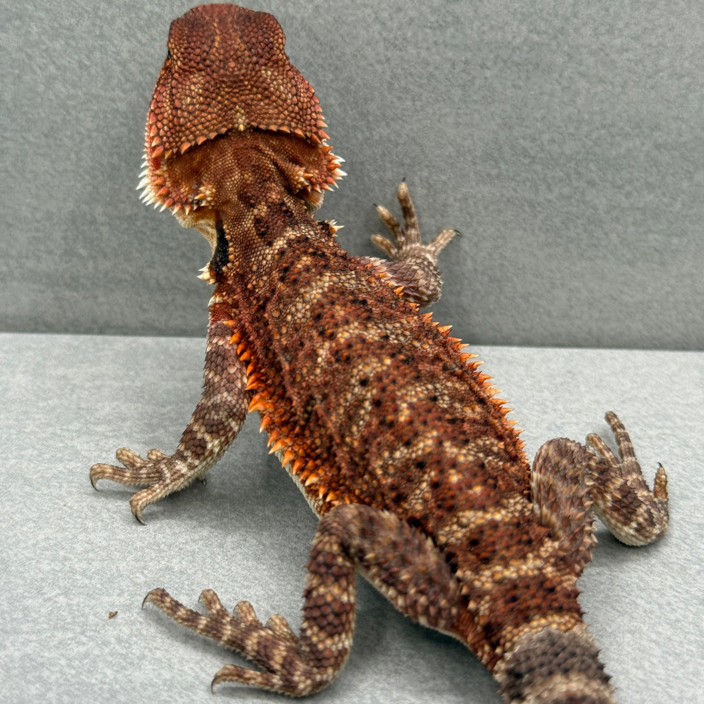 Red Monster Bearded Dragon 306