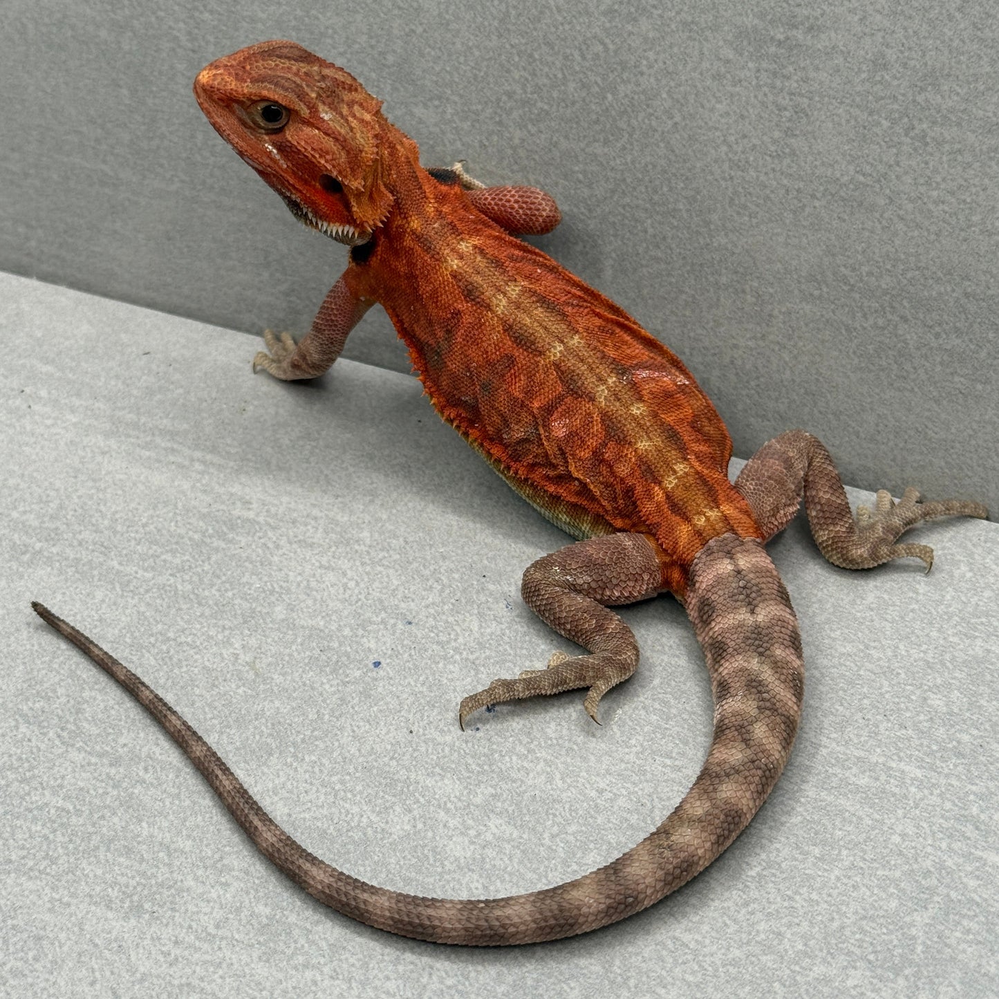 Red Trans Leatherback Bearded Dragon 601