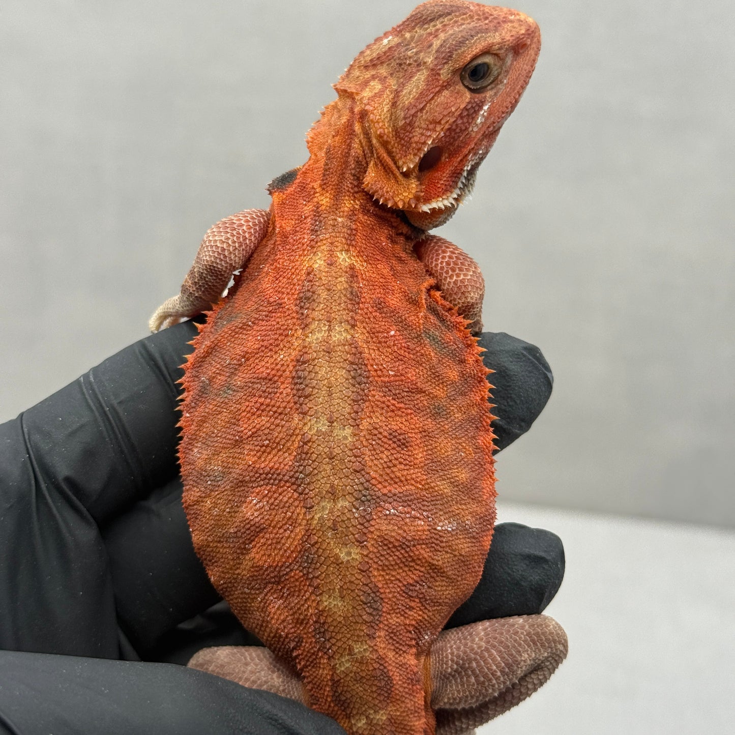 Red Trans Leatherback Bearded Dragon 601