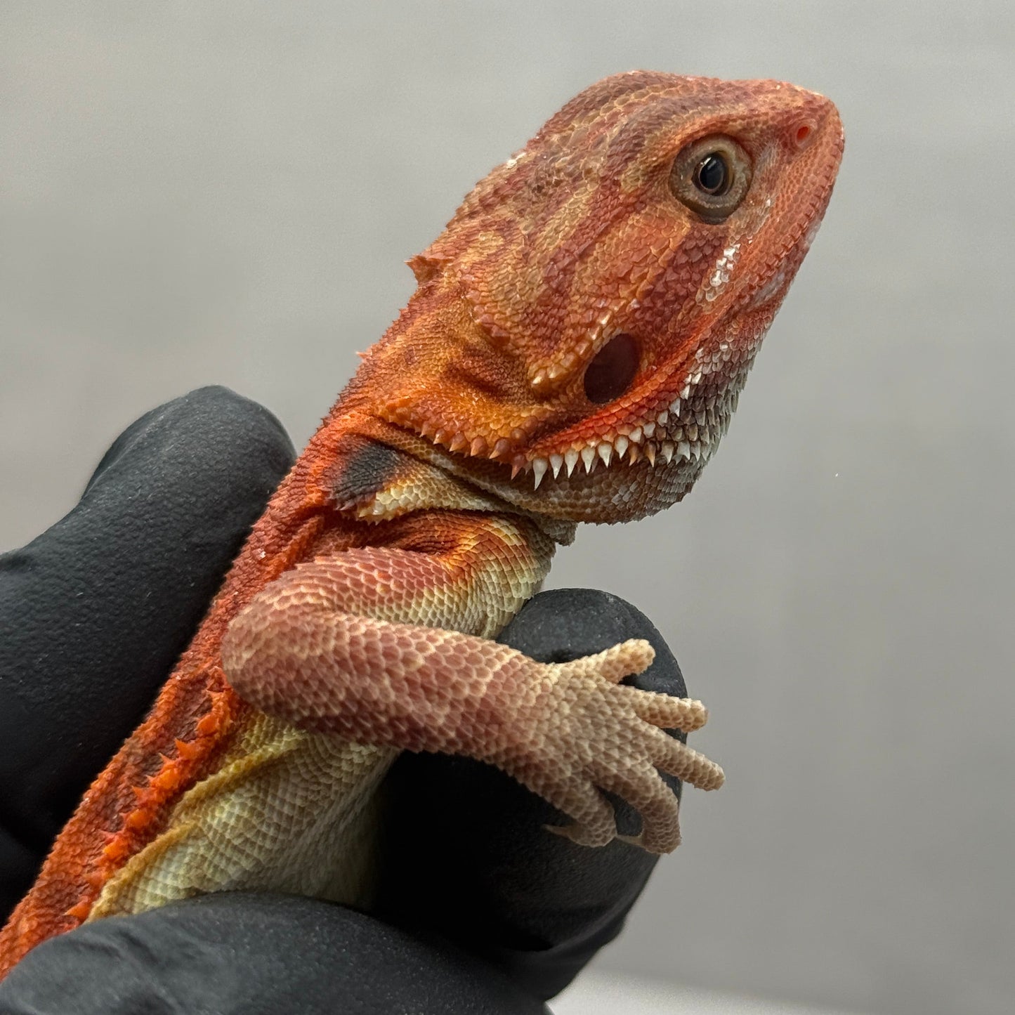Red Trans Leatherback Bearded Dragon 601