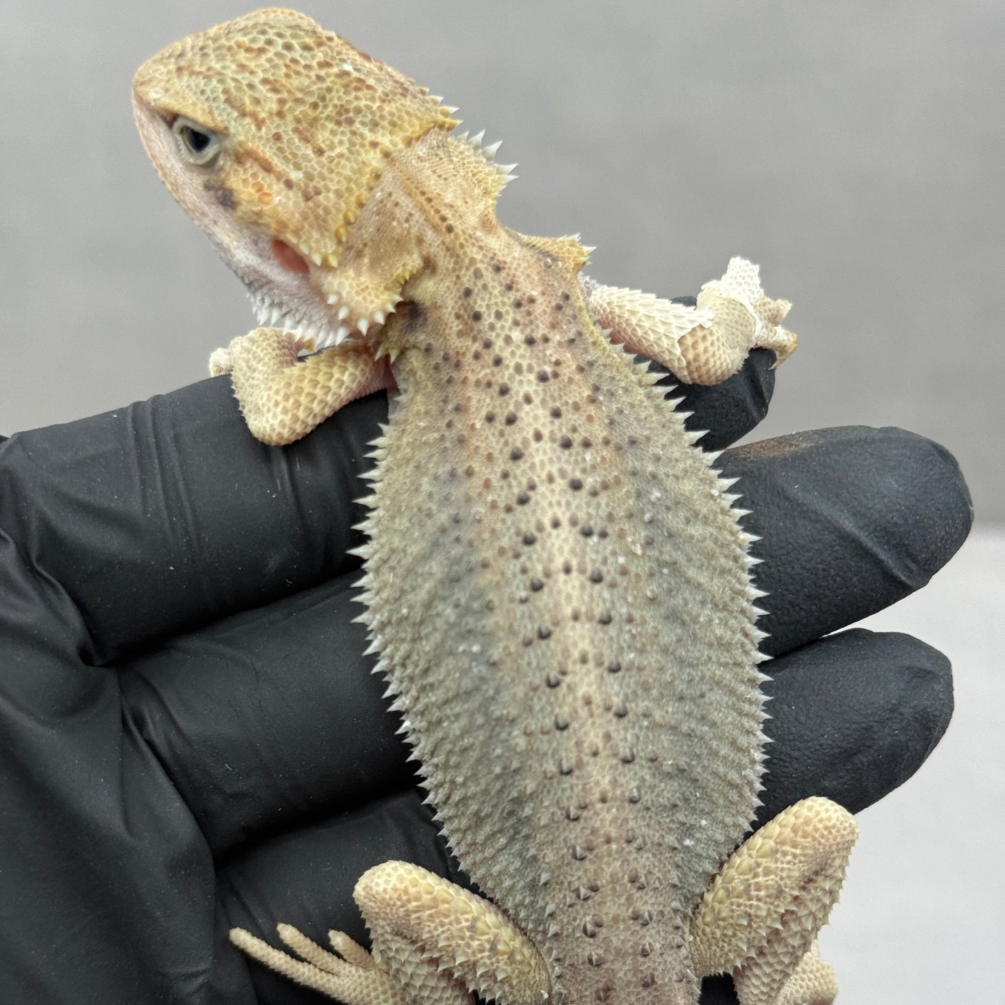Hypo Trans Thunderbolt Bearded Dragon