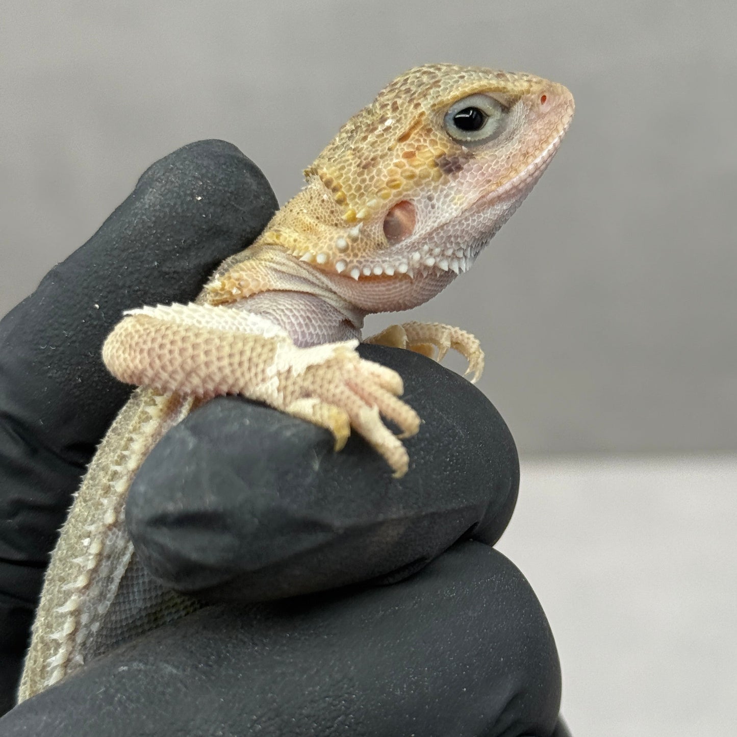 Hypo Trans Thunderbolt Bearded Dragon