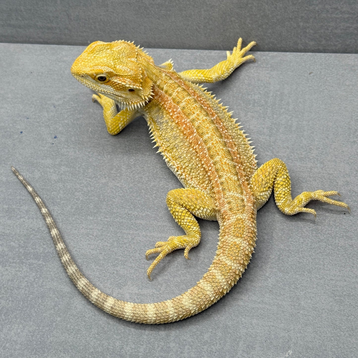 Hypo Citrus GS bearded dragons
