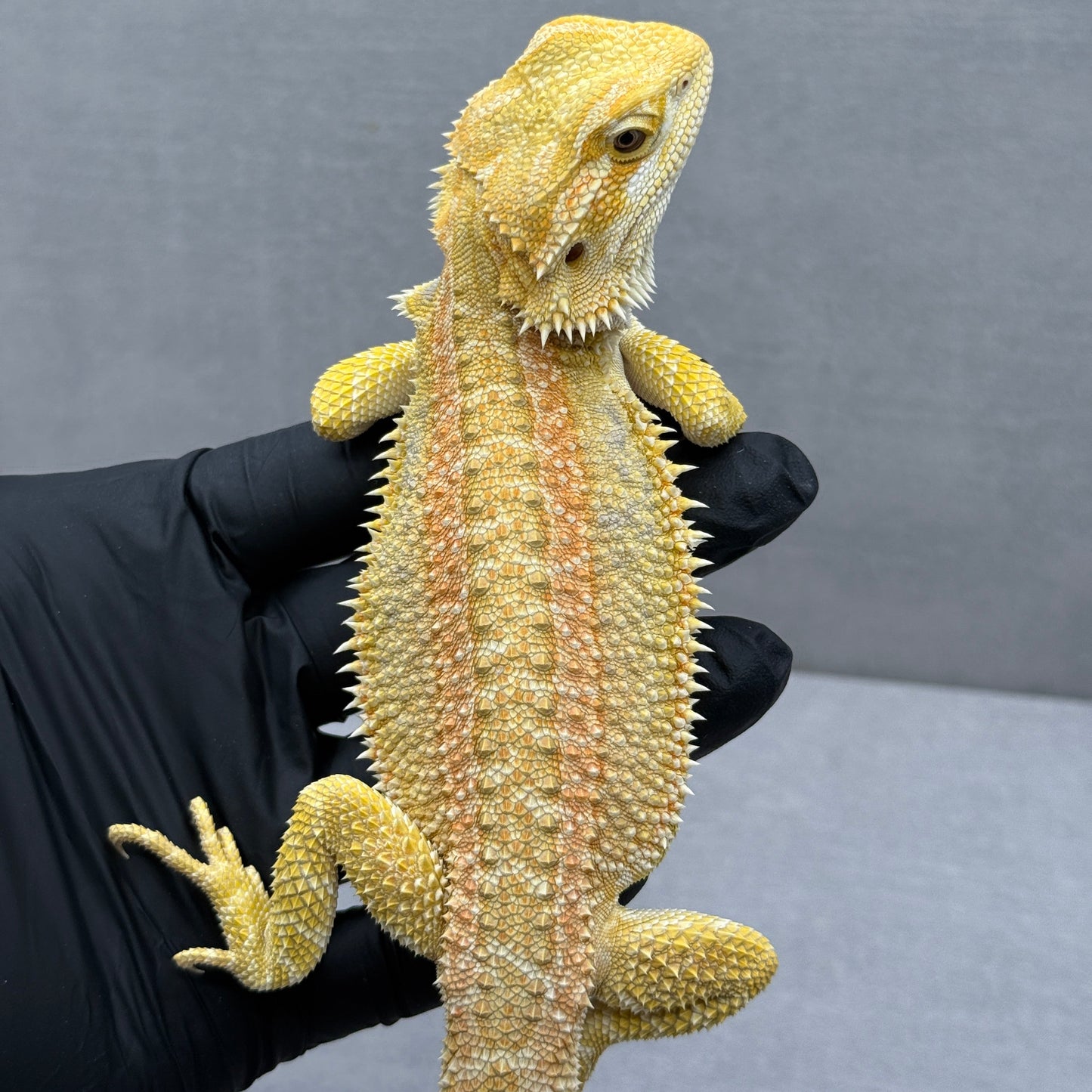 Hypo Citrus GS bearded dragons