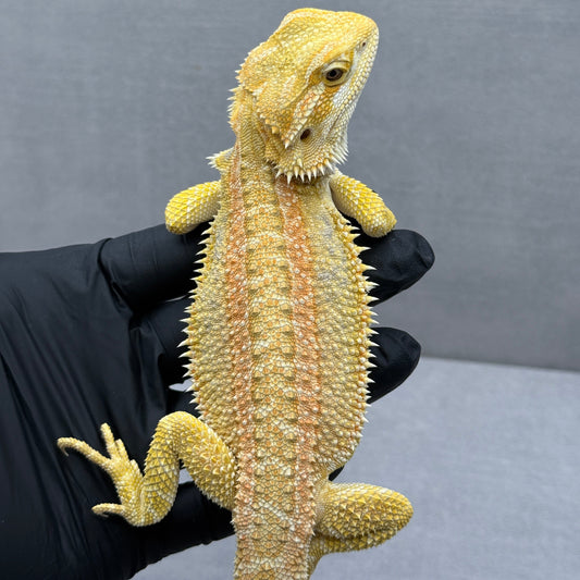 Hypo Citrus GS bearded dragons