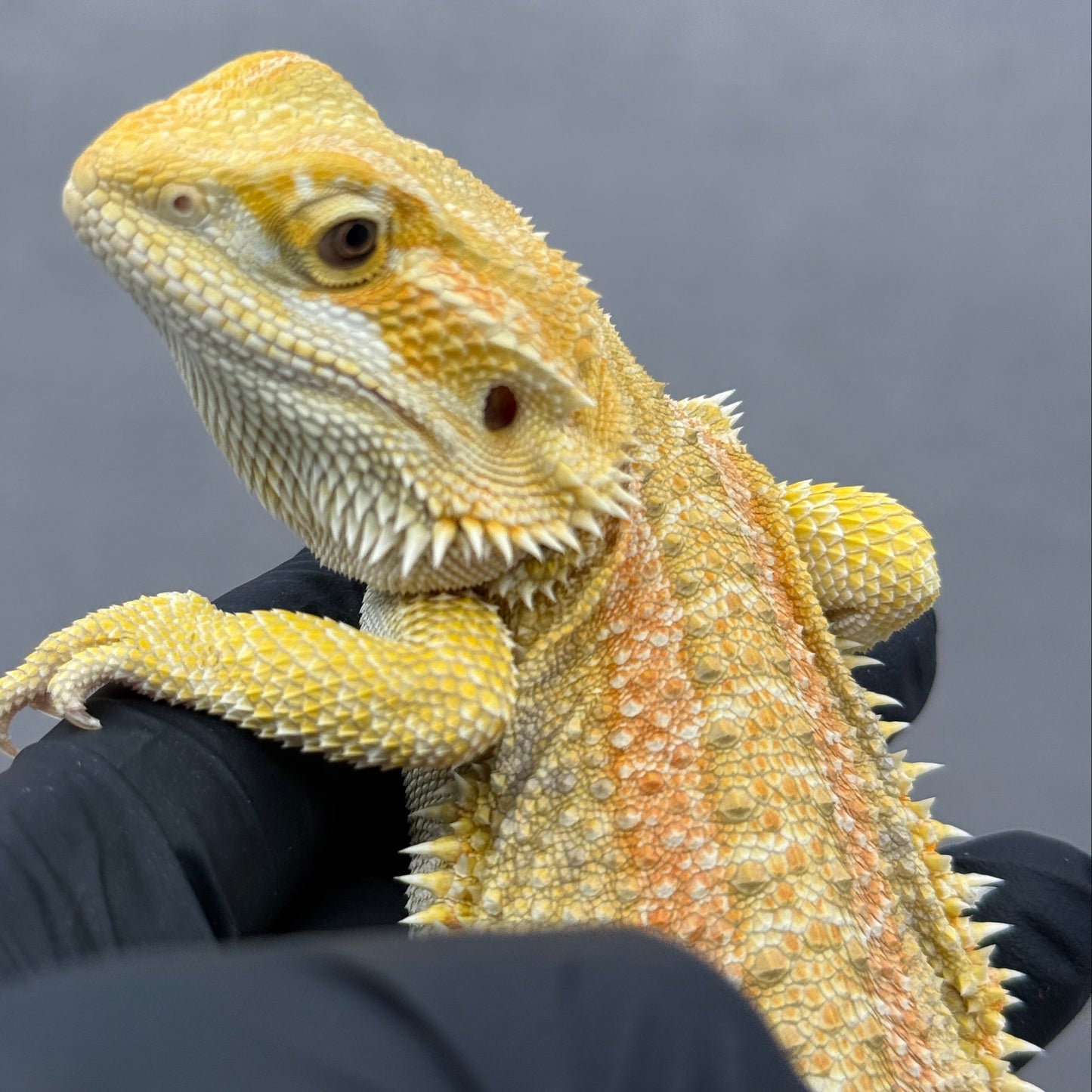 Hypo Citrus GS bearded dragons