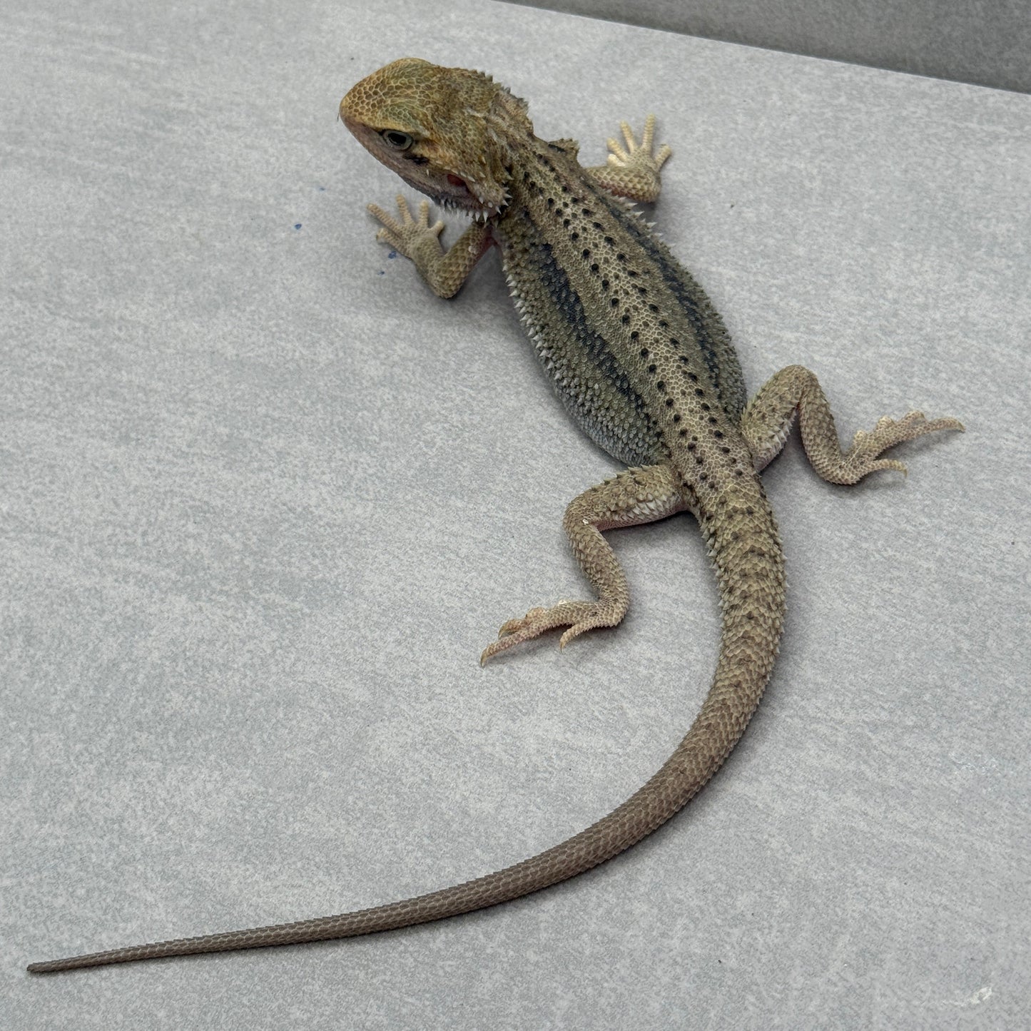 Hypo Trans Thunderbolt Bearded Dragon