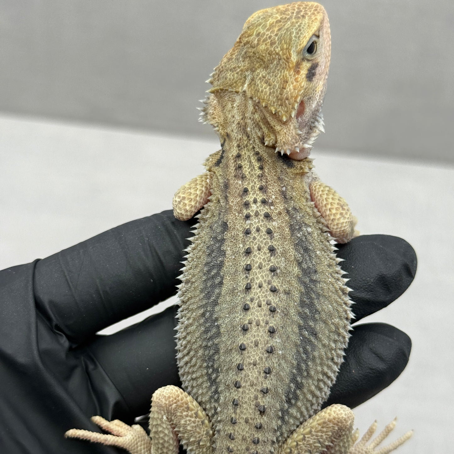 Hypo Trans Thunderbolt Bearded Dragon
