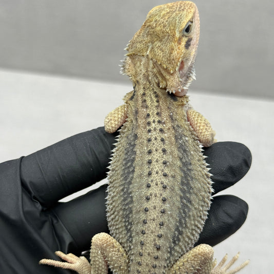 Hypo Trans Thunderbolt Bearded Dragon