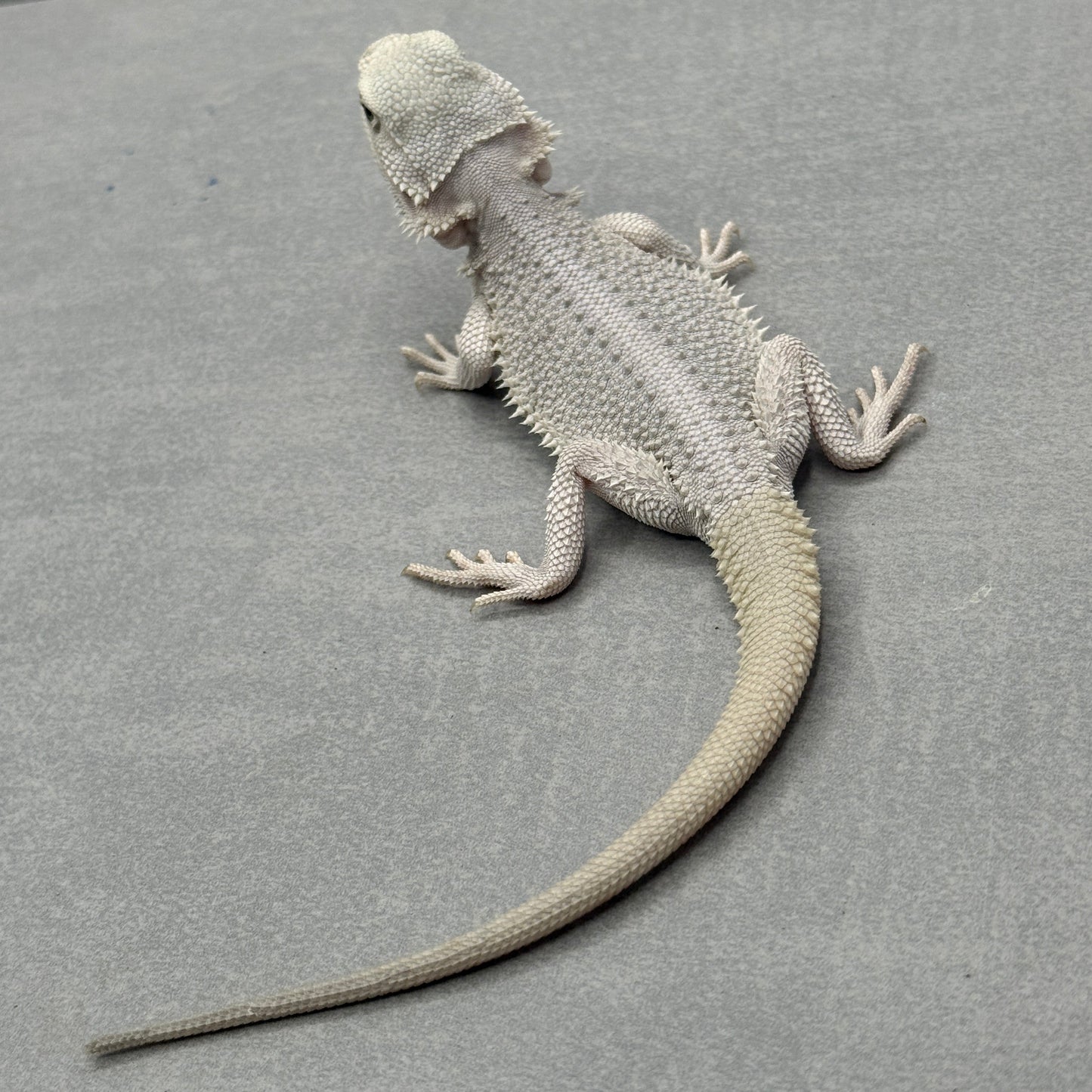 Hypo Zero Bearded Dragon 706