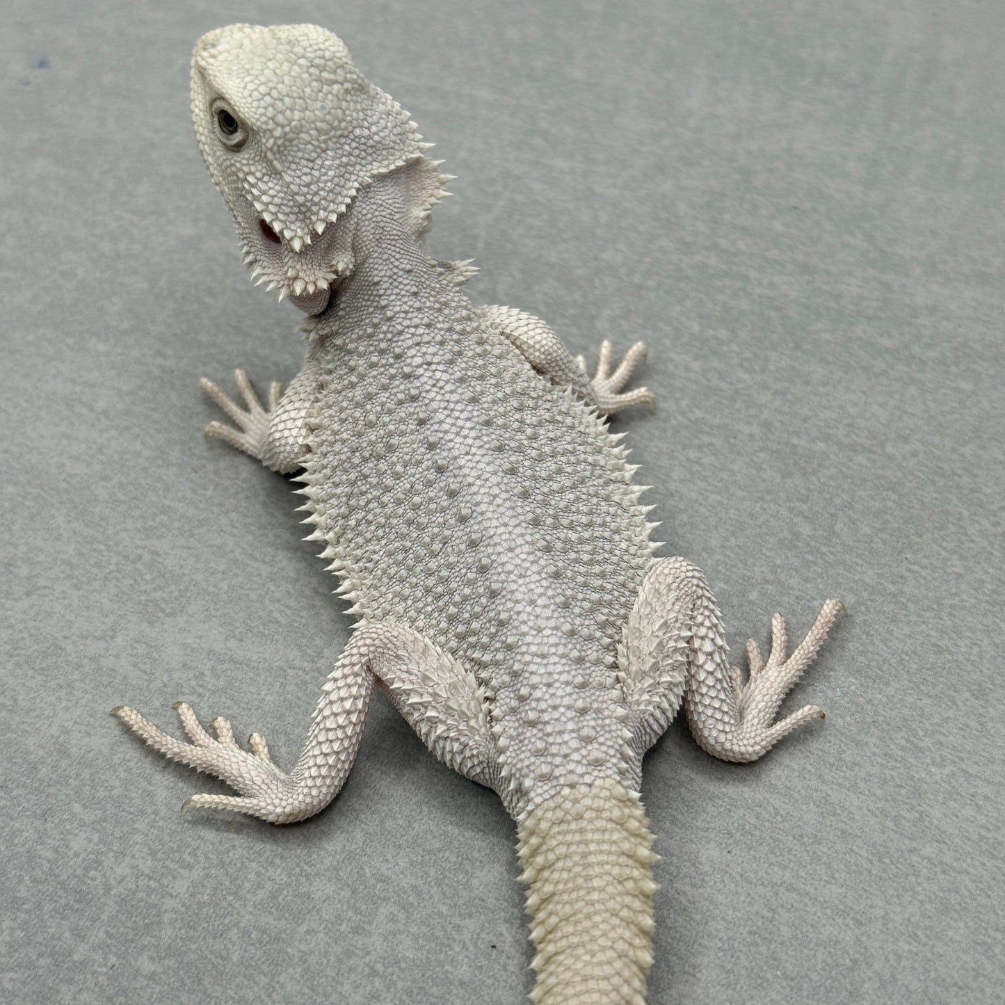 Hypo Zero Bearded Dragon 706