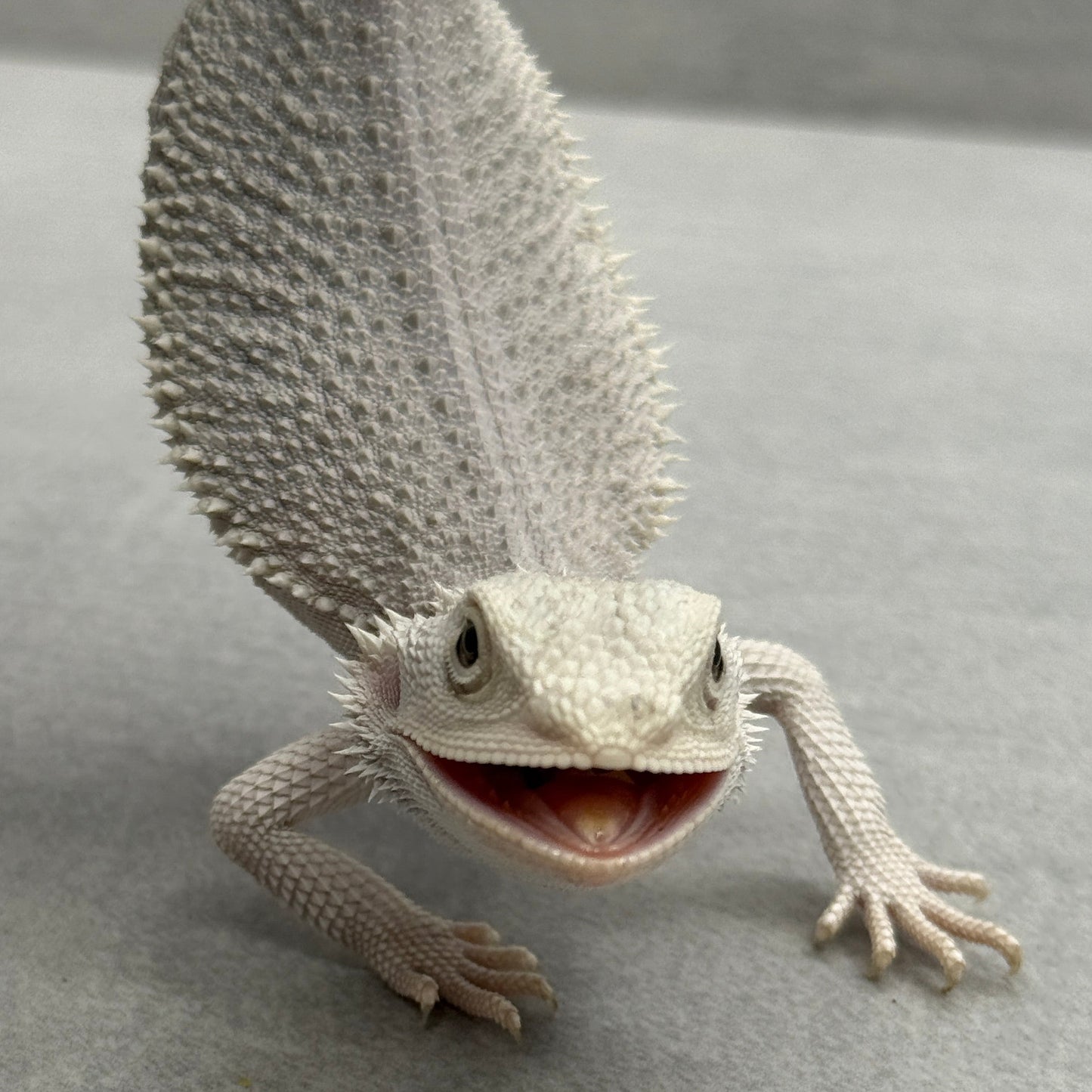 Hypo Zero Bearded Dragon 706