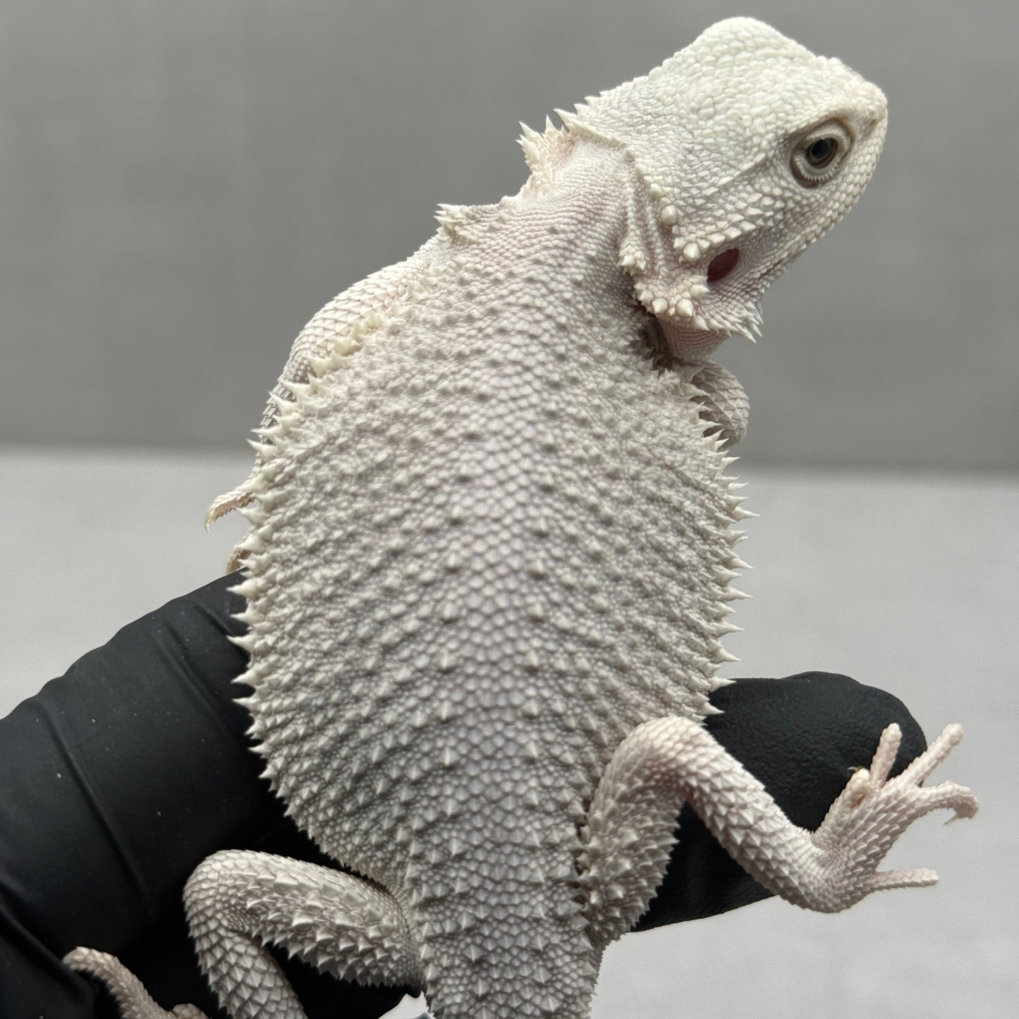 Hypo Zero Bearded Dragon 706