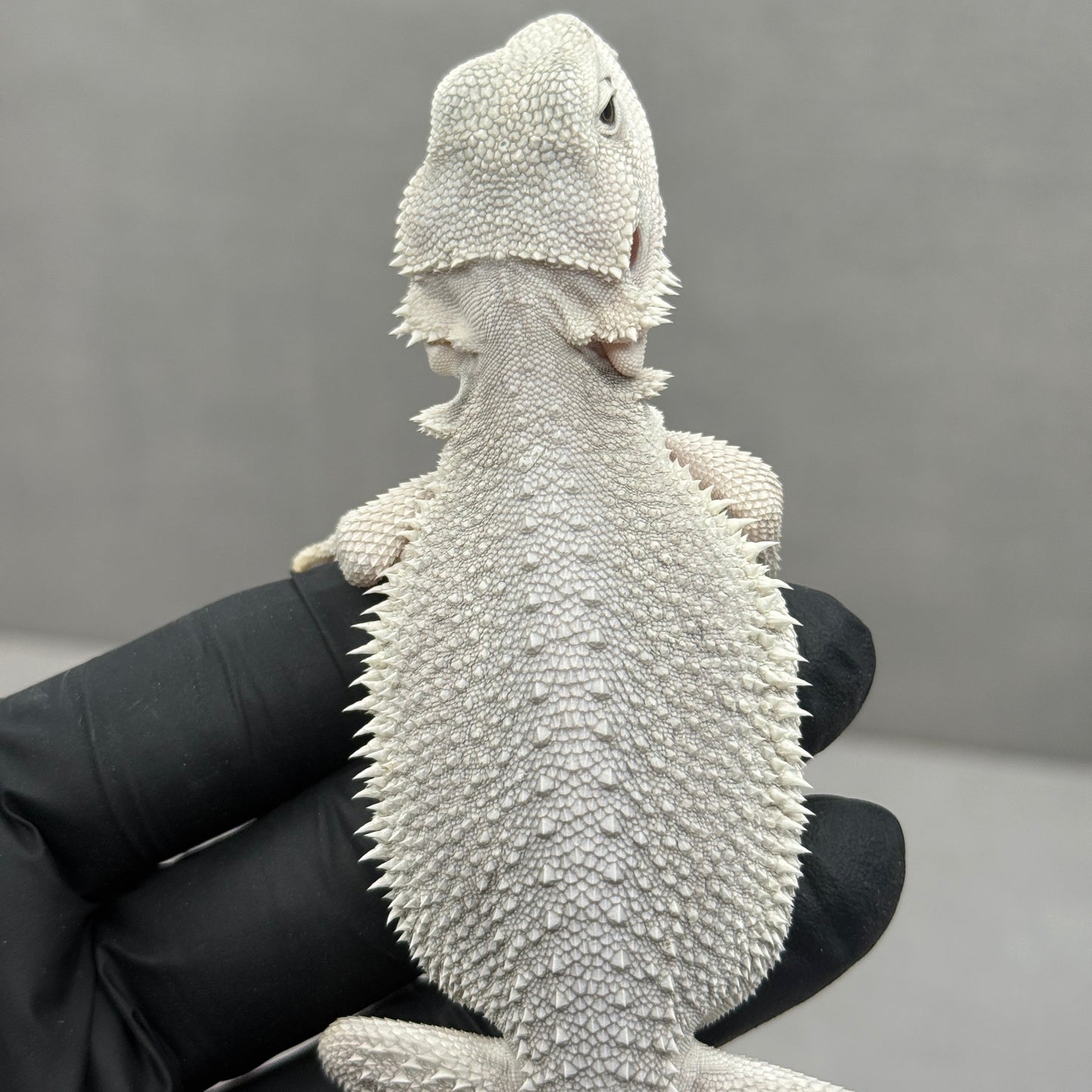 Hypo Zero Bearded Dragon 710