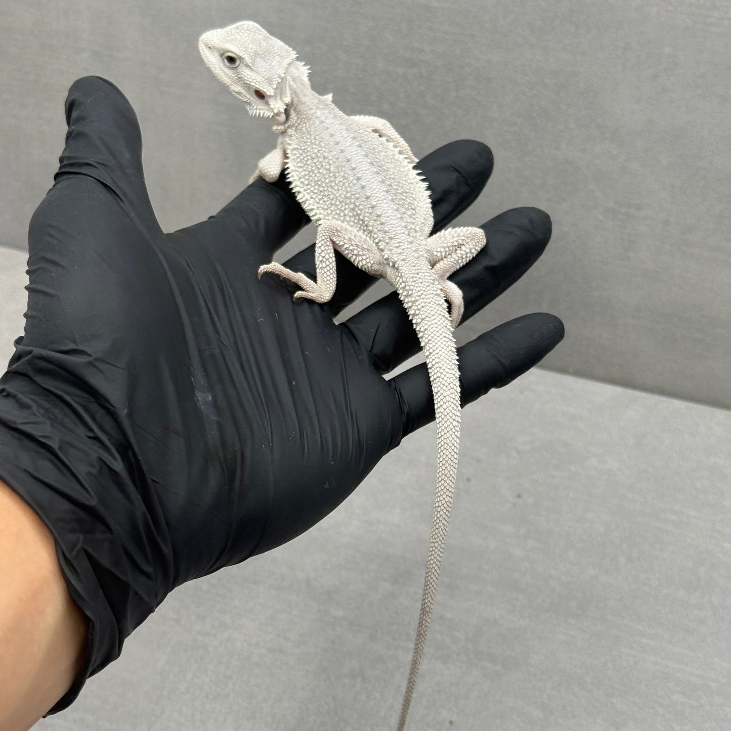 Hypo Zero Bearded Dragon 710