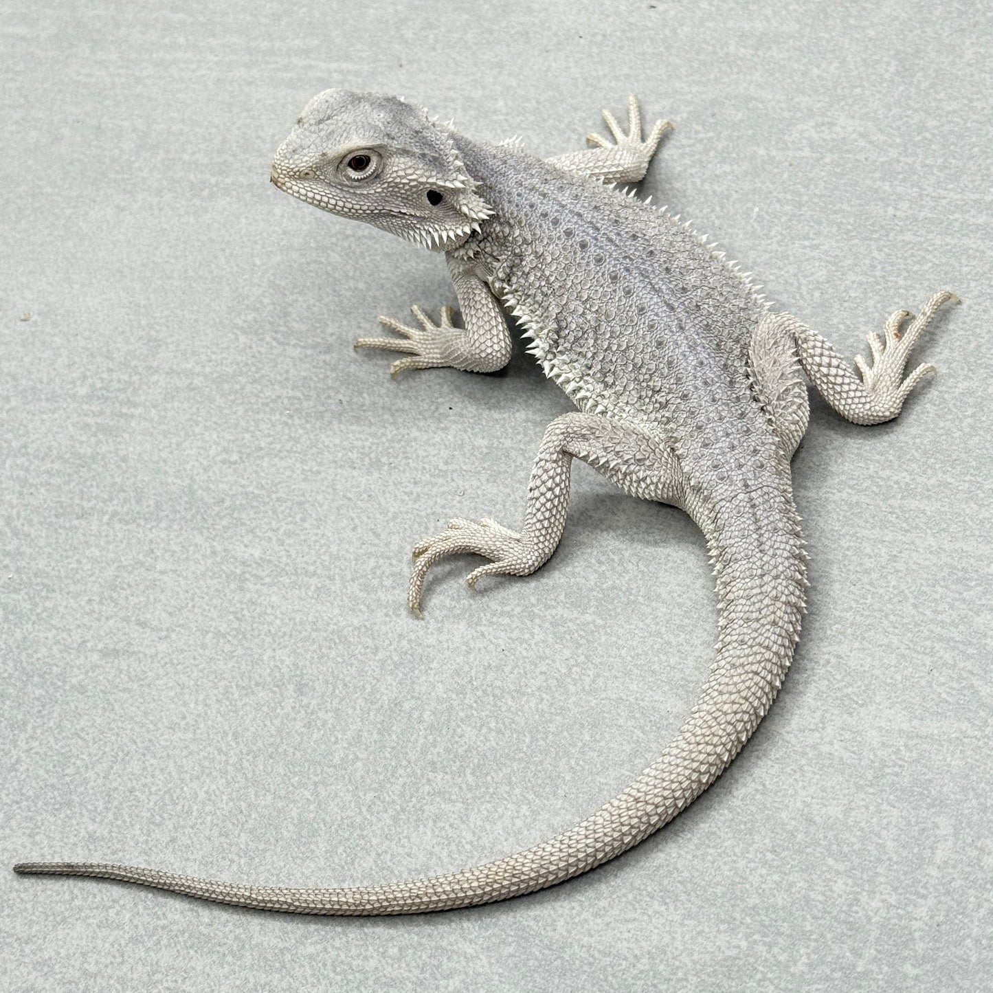 Hypo Zero Bearded Dragon 711
