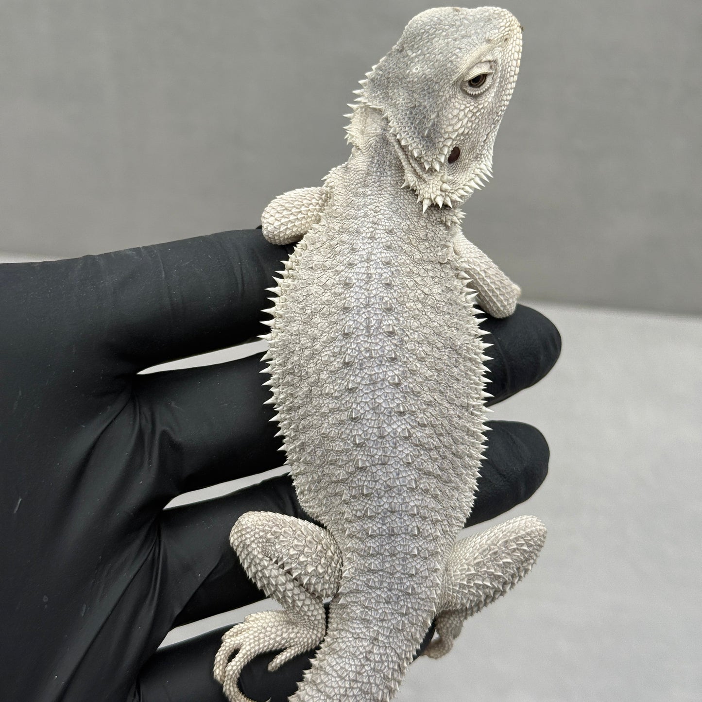Hypo Zero Bearded Dragon 711