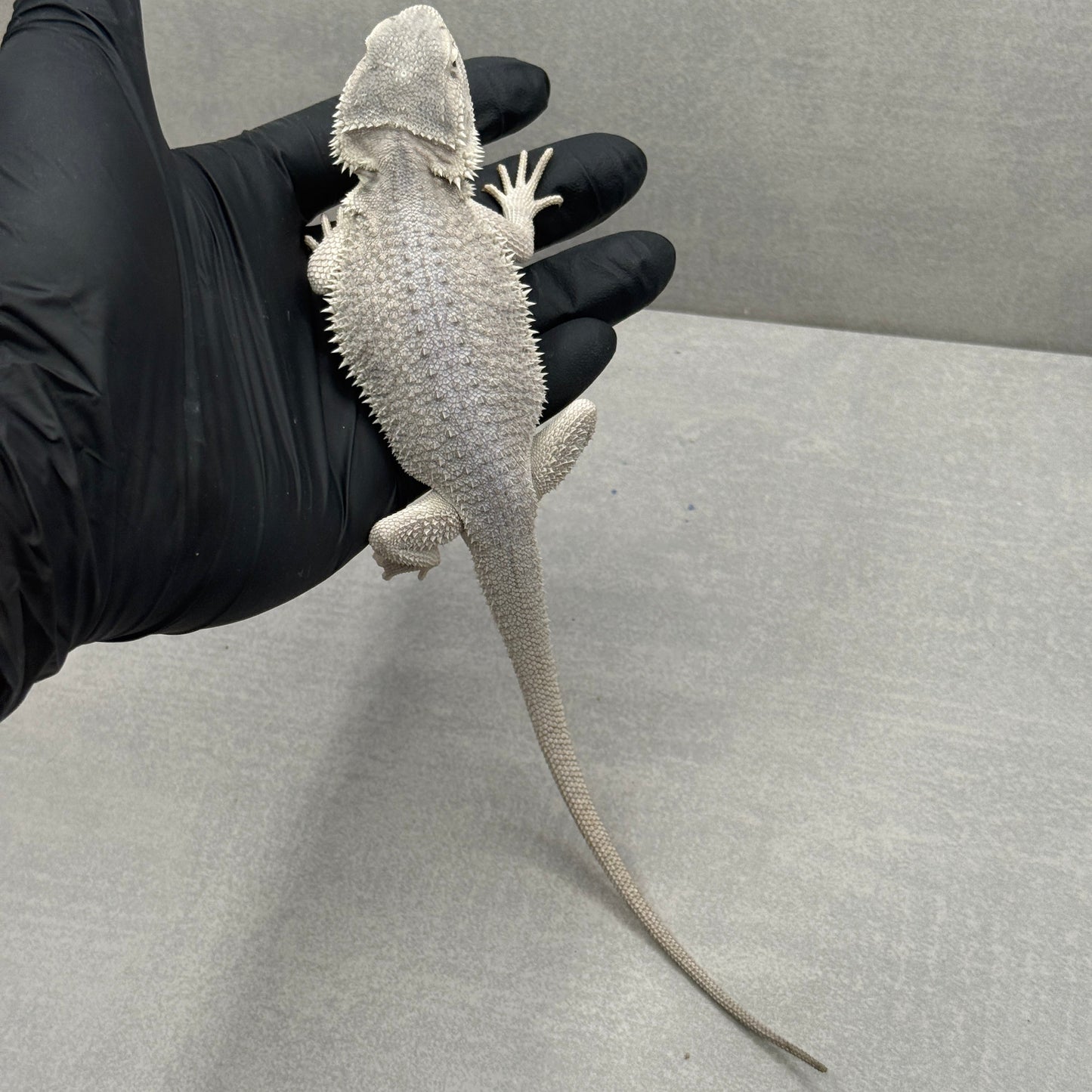 Hypo Zero Bearded Dragon 711