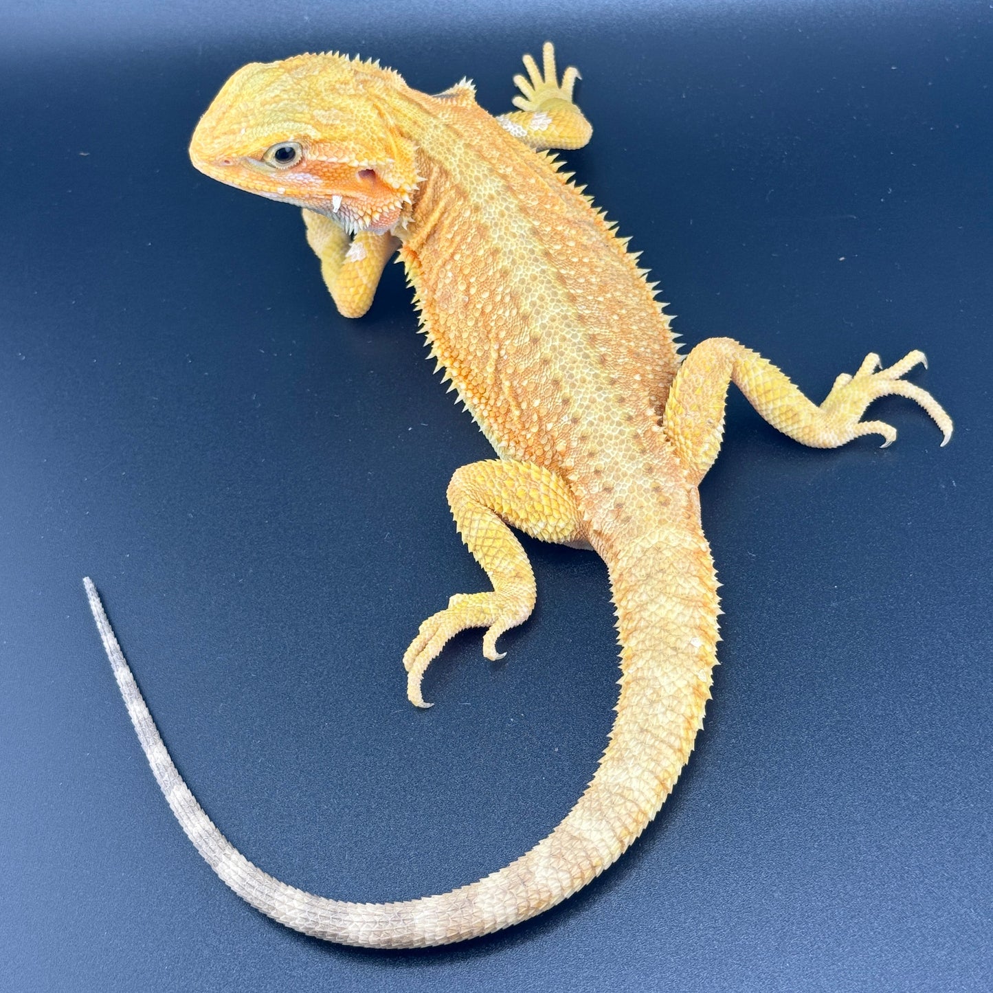Hypo Trans Citrus GS bearded dragons