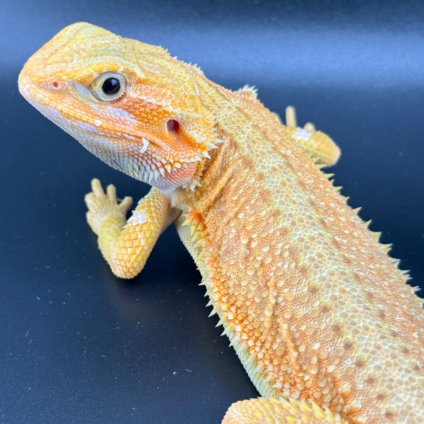 Hypo Trans Citrus GS bearded dragons