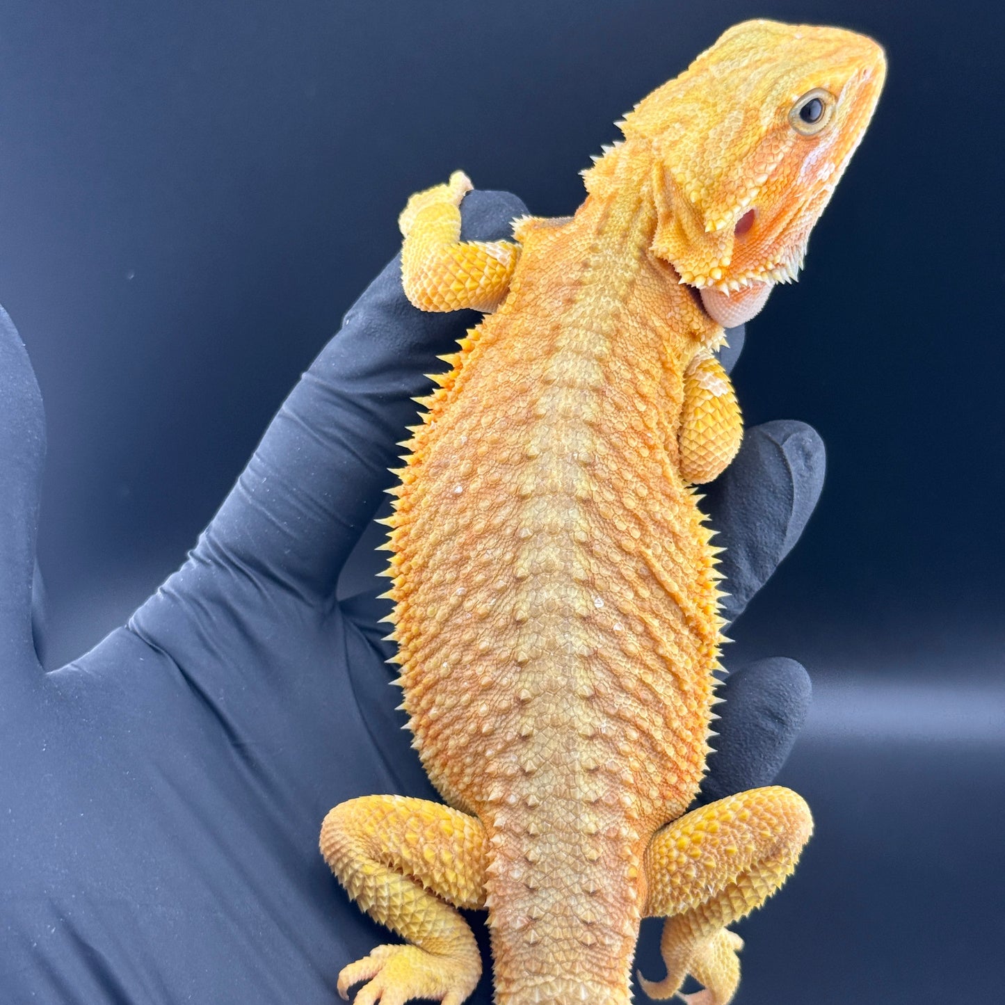Hypo Trans Citrus GS bearded dragons