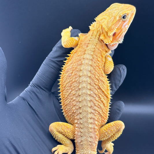 Hypo Trans Citrus GS bearded dragons