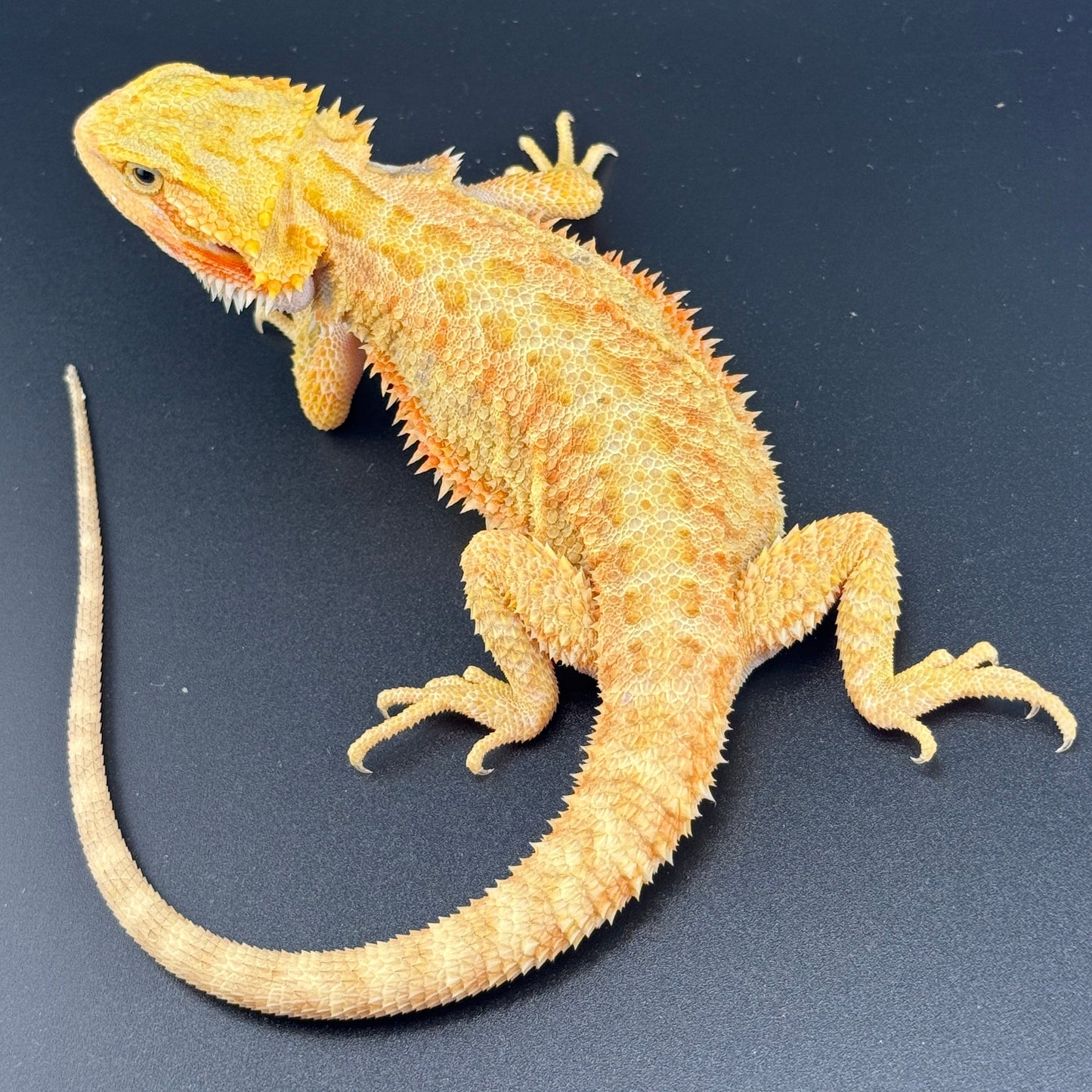 Hypo Trans Citrus GS bearded dragons 806