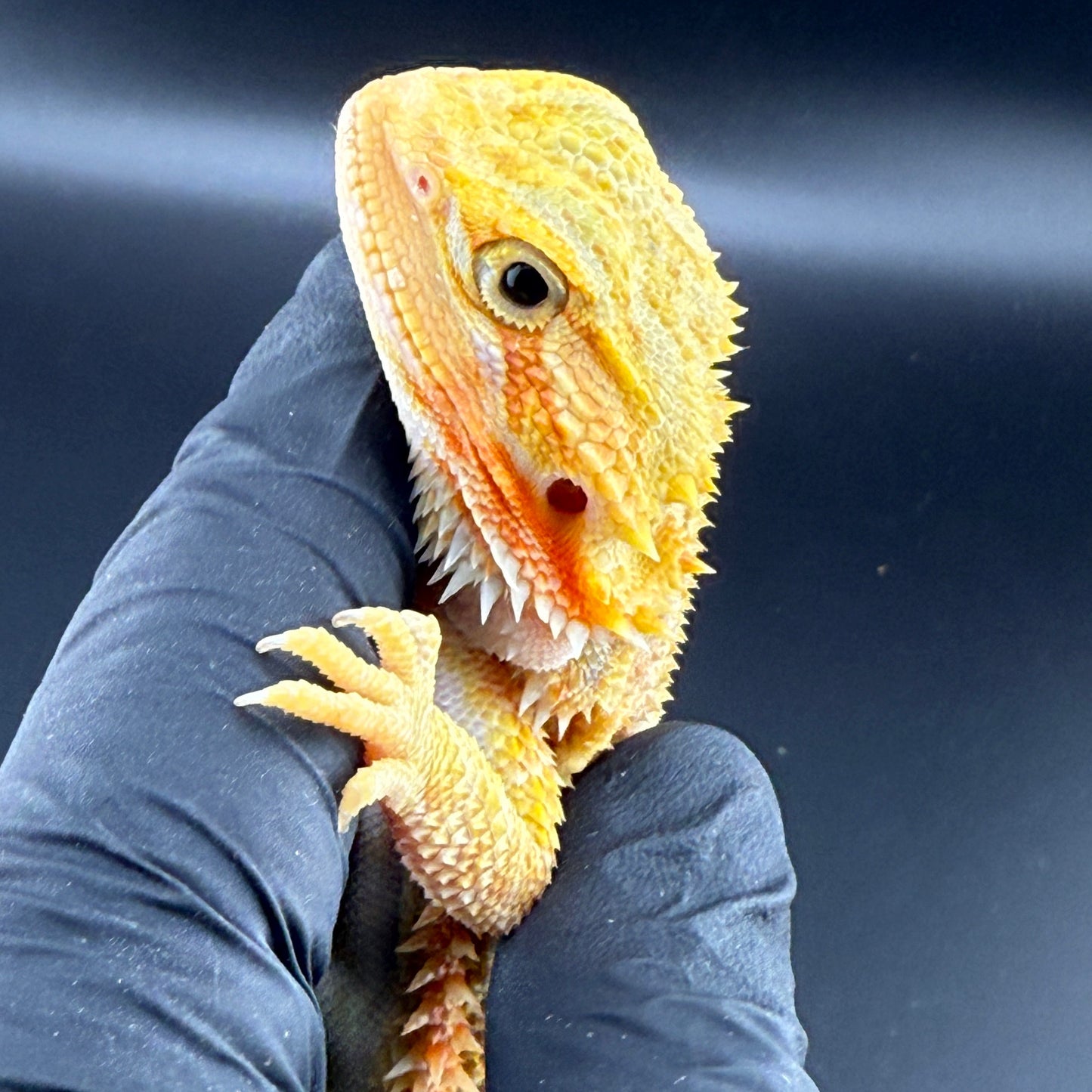 Hypo Trans Citrus GS bearded dragons 806