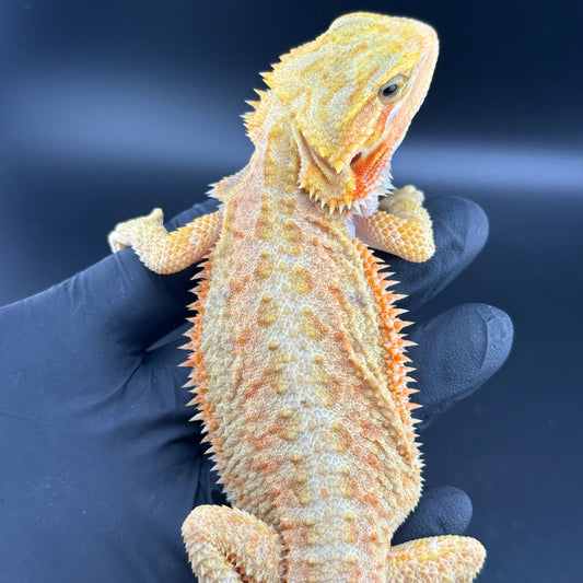 Hypo Trans Citrus GS bearded dragons 806