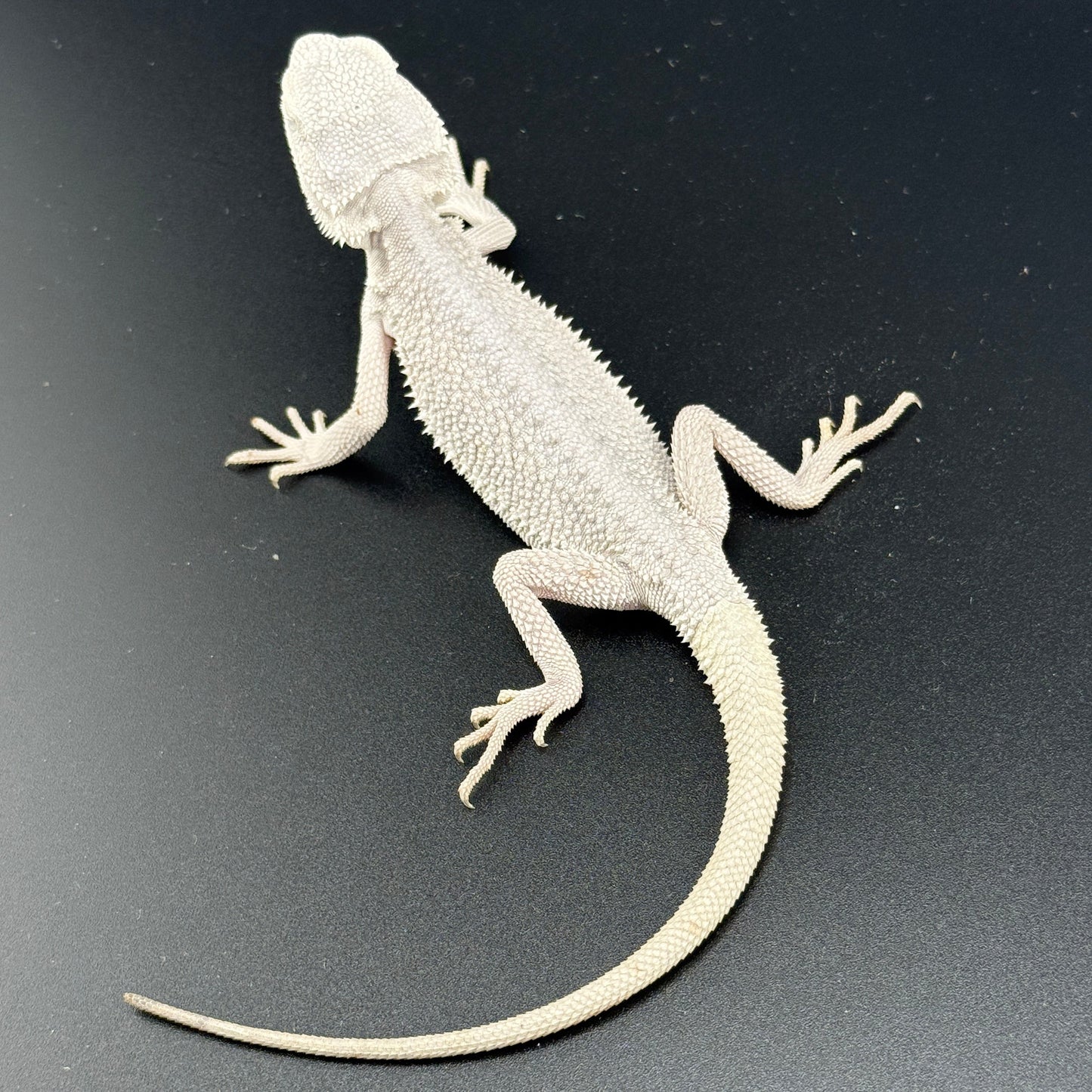 Hypo Zero Bearded Dragon 720