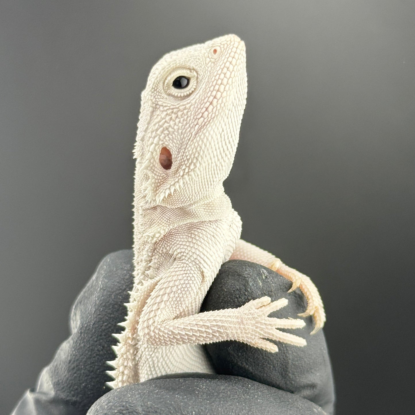Hypo Zero Bearded Dragon 720