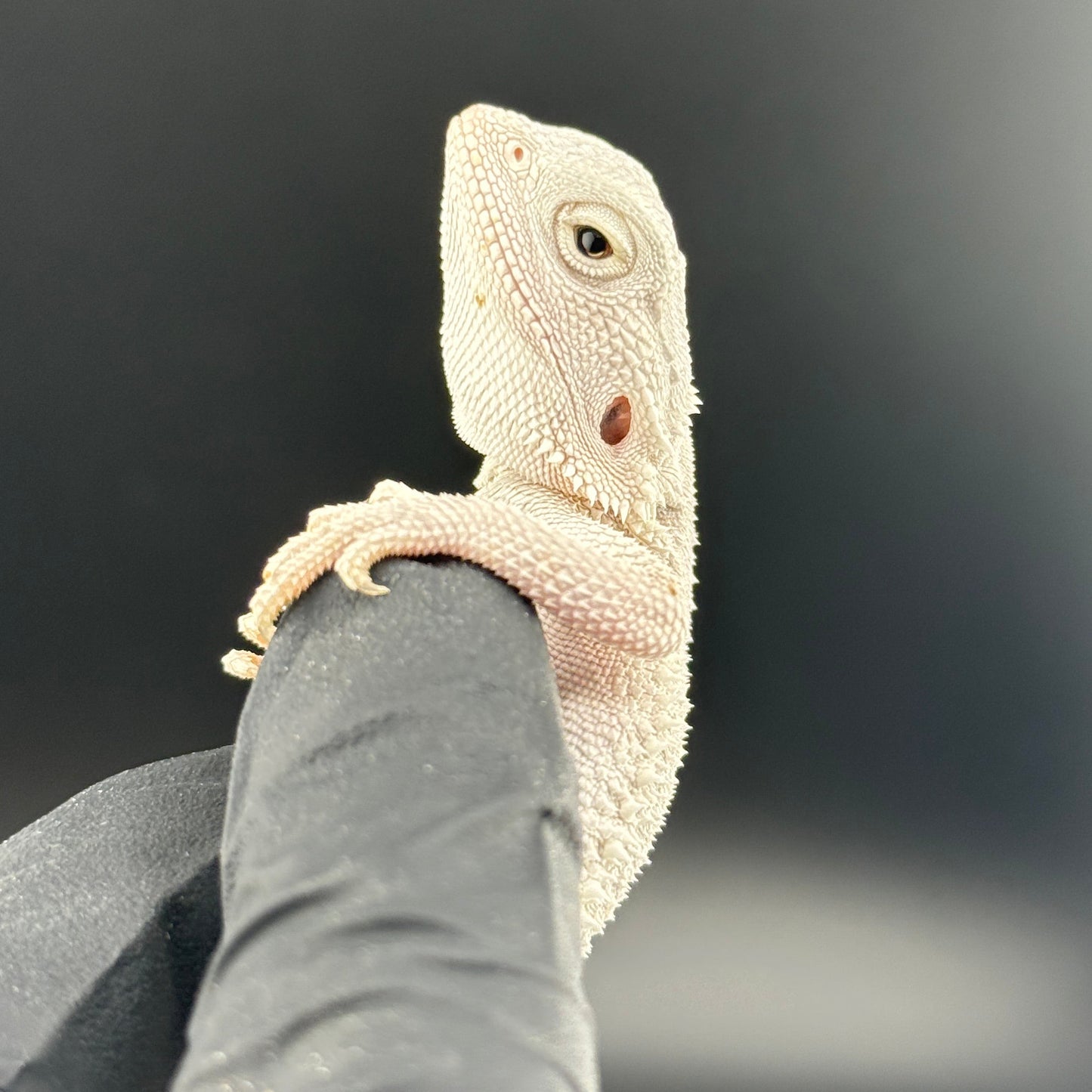 Hypo Zero Bearded Dragon 720